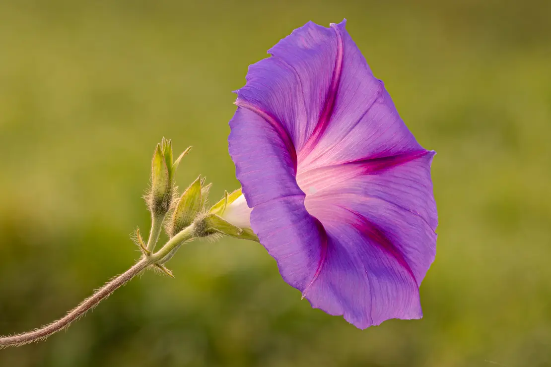 Purpur-Prunkwinde (Ipomoea purpurea) [4]